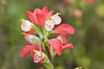 Entireleaf Indian paintbrush